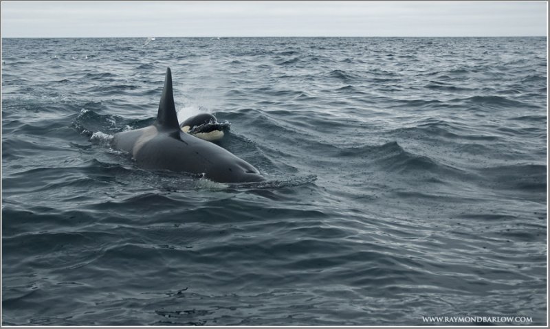 Orca Family