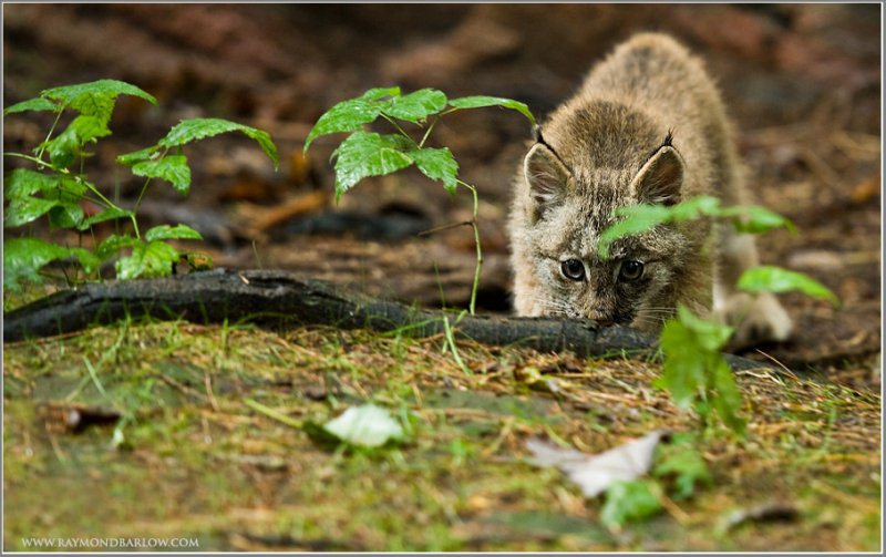 Lynx Kitten  (captive)