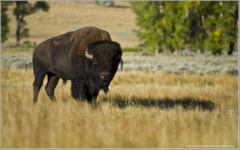 Buffalo in Yellowstone