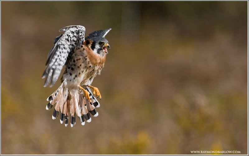 Kestrel in Flight   (captive)