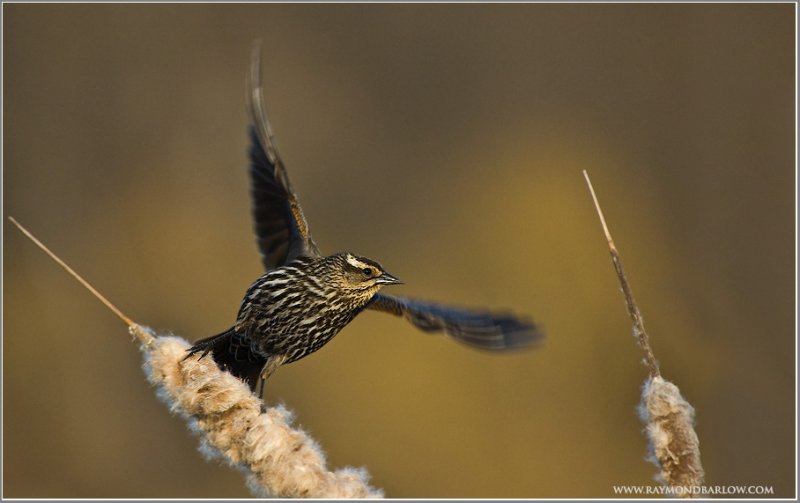 Red-winged Blackbird     (re-edit)