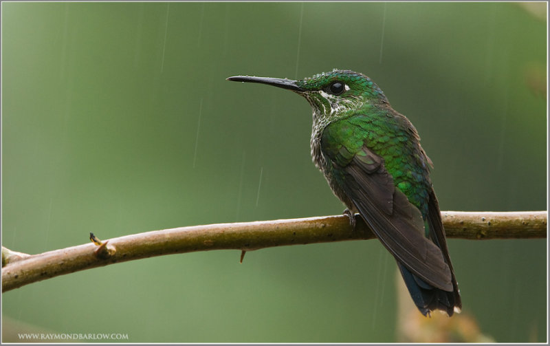 Female Green-crowned Brilliant.