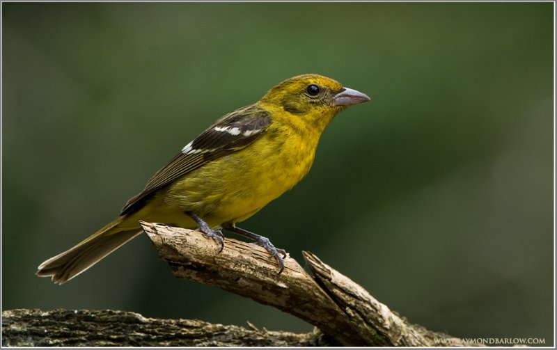 White-winged Tanager