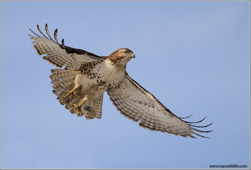 Red-tailed Hawk in Flight 153