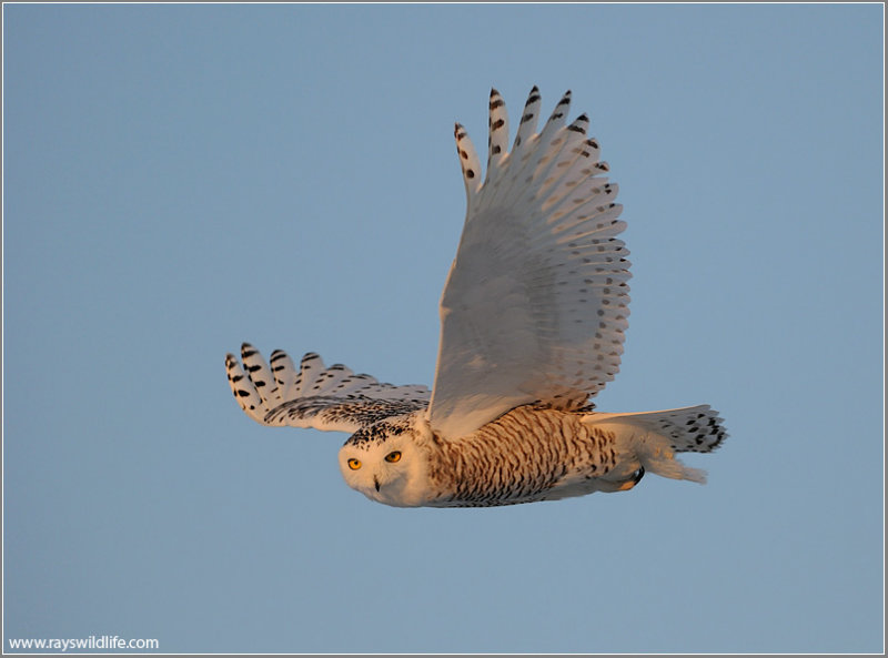 Snowy Owl in Flight 18