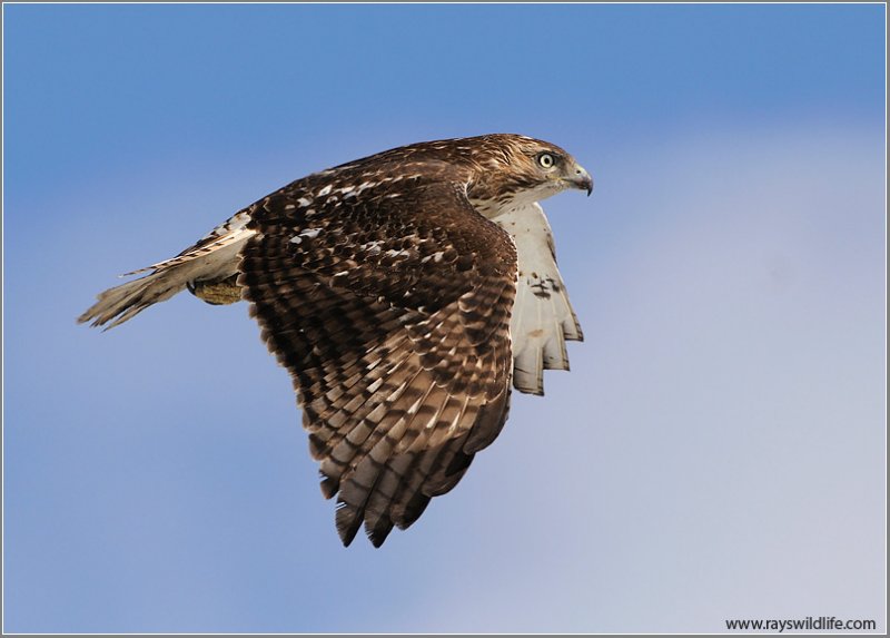 Red-tailed Hawk in Flight