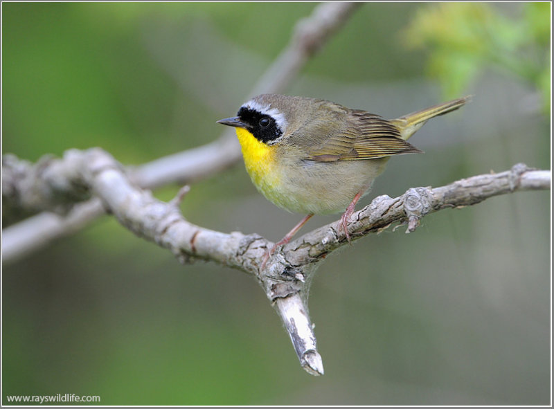 Common Yellowthroat 9