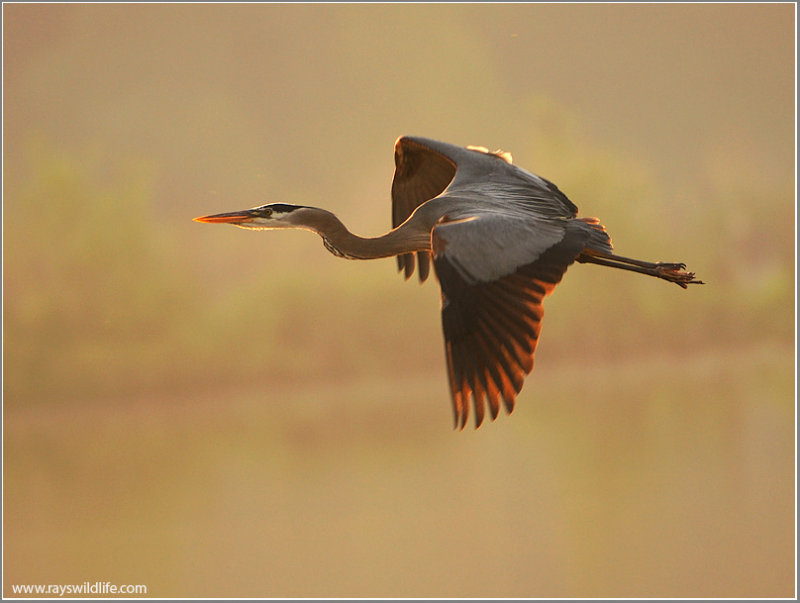 Great Blue Heron in Flight