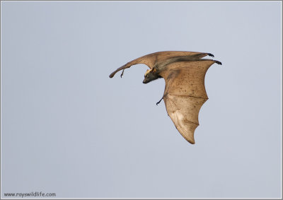 Flying Fox  (Giant Friut Bat)