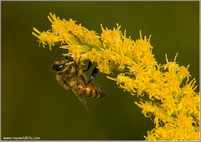 Bee having Dinner