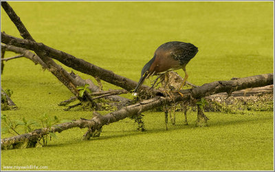 Green Heron with Lunch 37