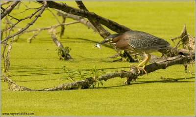 Green Heron with Fish 38