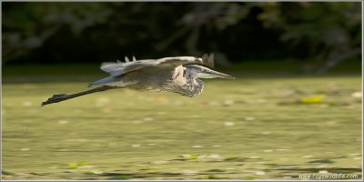 Great Blue Heron in Flight 83