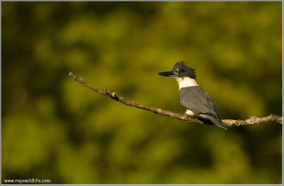 Belted Kingfisher 41