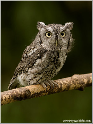 Screech-Owl  (captive)