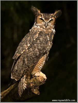 Great Horned Owl   (captive)