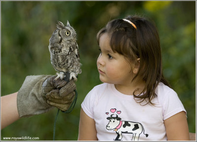 Maria and the Screech Owl