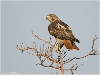 Red-tailed Hawk 197