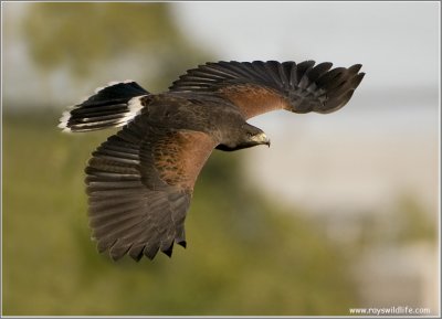 Falconers with their Birds