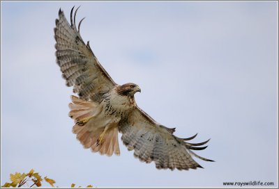 Red-tailed Hawk in Flight 201