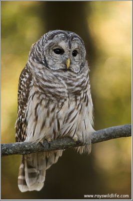 Barred Owl    (captive)
