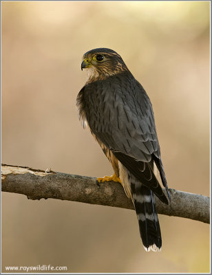 Merlin   (captive)