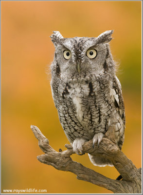 Screech-owl  (captive)