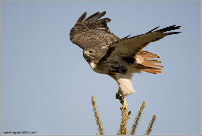 Red-tailed Hawk in Flight 206