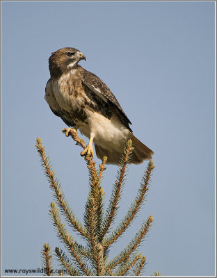 Red-tailed Hawk 207