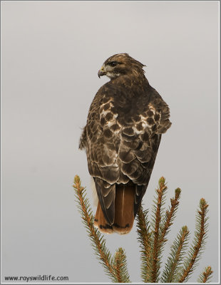 Red-tailed Hawk 208
