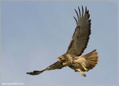 Red-tailed Hawk in Flight 210
