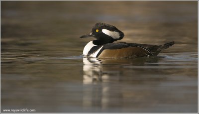 Hooded Merganser -m