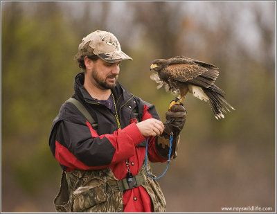 Dave House and his Harris Hawk