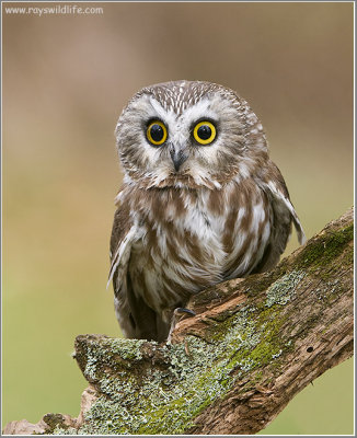 Northern Saw-whet Owl   (captive)