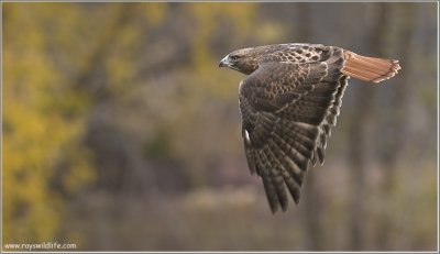 Goran's Red-tailed Hawk   (captive)