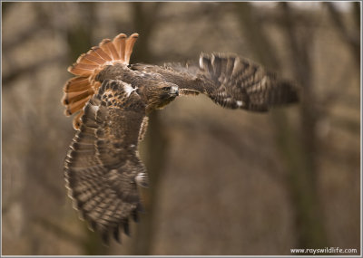 Goran's Red-tailed Hawk   (captive)