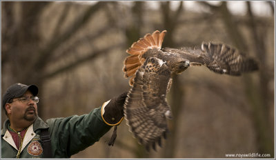 Gorans Red-tailed Hawk with Dion on the glove  (captive)