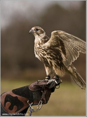 Goran's Saker Falcon    (captive)
