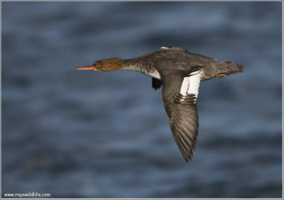 Mergansers and Scaups