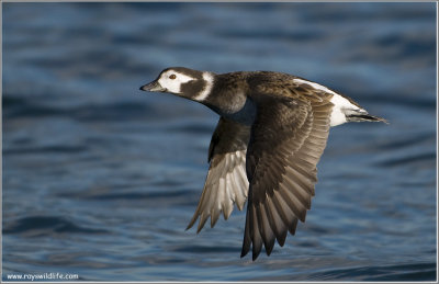 Femaled Long-tailed Duck 25