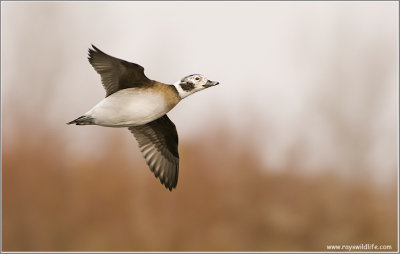 Long-tailed Duck in Flight 28