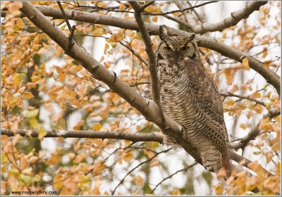 Great-horned Owl 12