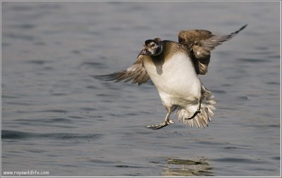Female Long-tailed Duck Incoming 29