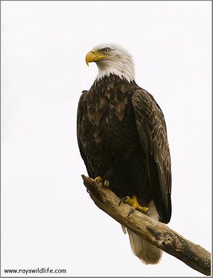Bald Eagle 61