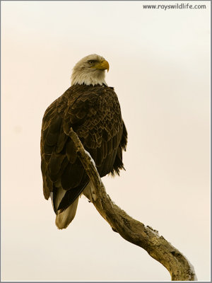 Bald Eagle 64