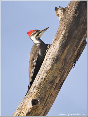 Pileated Woodpecker