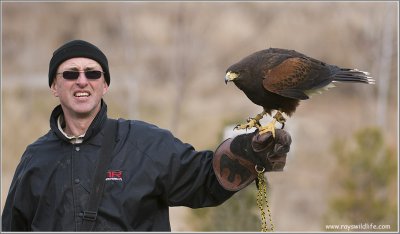Goran's Harris Hawk  (captive)