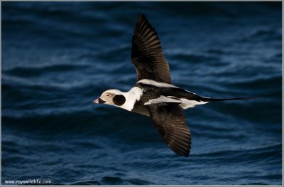 Long-tailed Duck in Flight 31