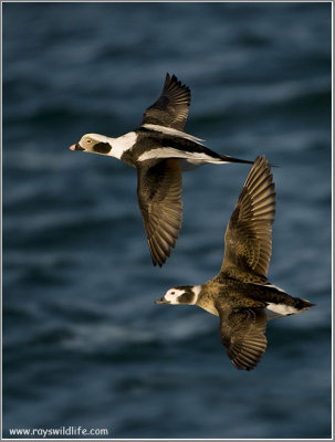 Long-tailed Ducks in Flight 33