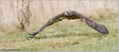 Goran's Red-tailed Hawk  (captive)